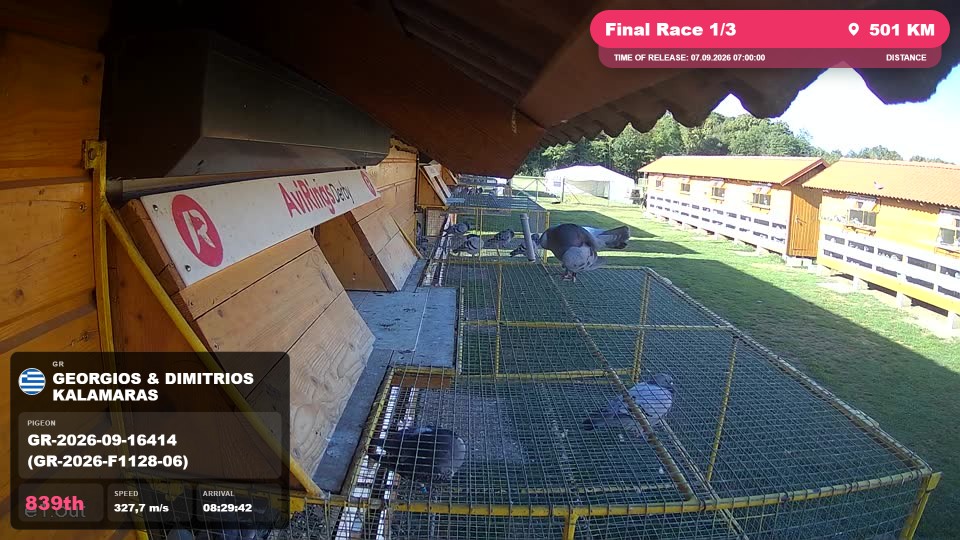 Pigeon Arrival Image For Race Final Race 1/3