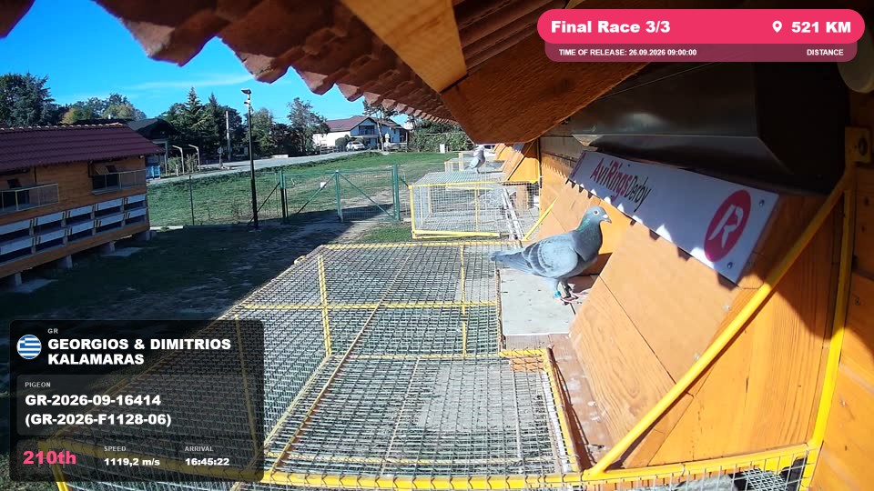Pigeon Arrival Image For Race Final Race 3/3