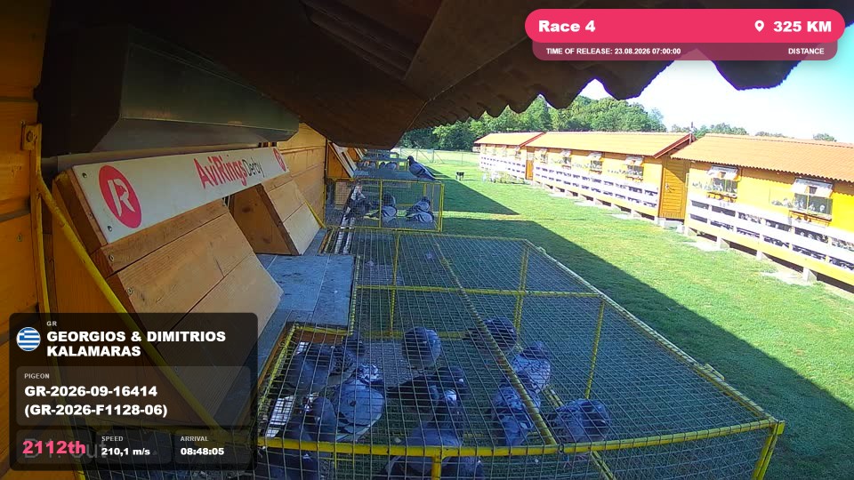 Pigeon Arrival Image For Race Race 4