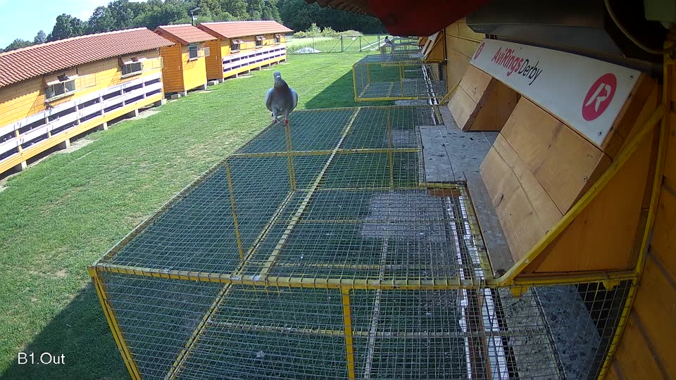 Pigeon Arrival Image For Race Race 6