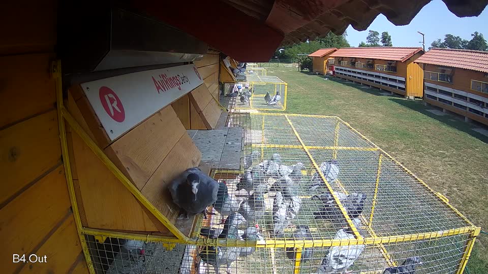 Pigeon Arrival Image For Race Race 4