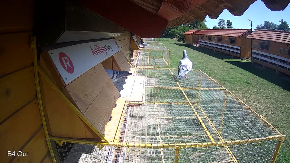 Pigeon Arrival Image For Race Race 2