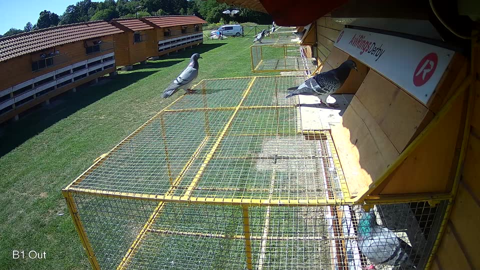 Pigeon Arrival Image For Race Race 2
