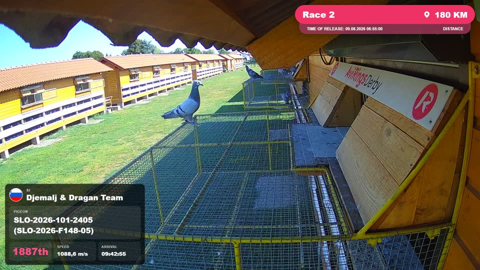 Pigeon Arrival Image For Race Race 2