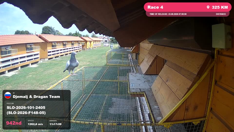 Pigeon Arrival Image For Race Race 4
