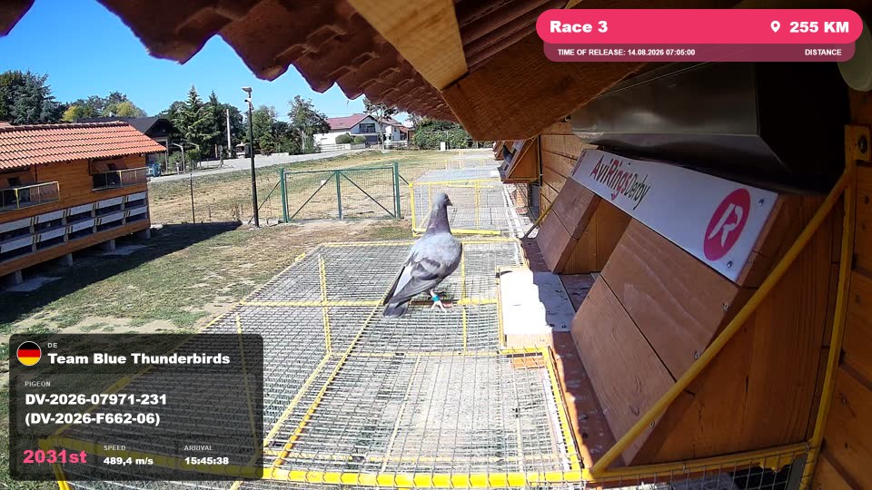 Pigeon Arrival Image For Race Race 3