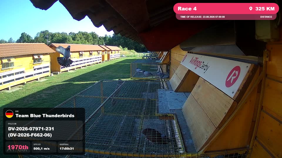 Pigeon Arrival Image For Race Race 4