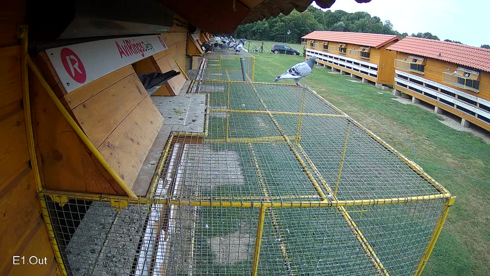 Pigeon Arrival Image For Race Race 3