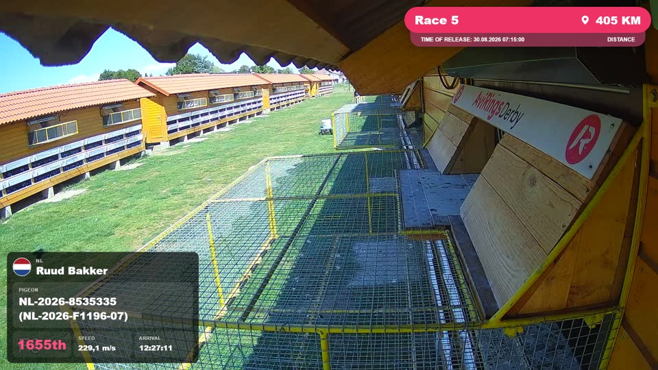 Pigeon Arrival Image For Race Race 5