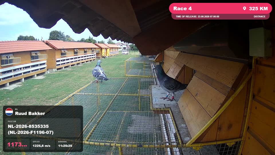 Pigeon Arrival Image For Race Race 4