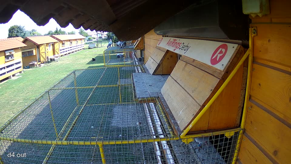 Pigeon Arrival Image For Race Race 1