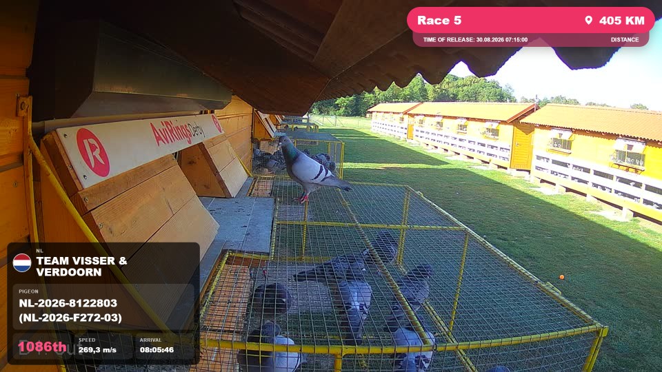 Pigeon Arrival Image For Race Race 5