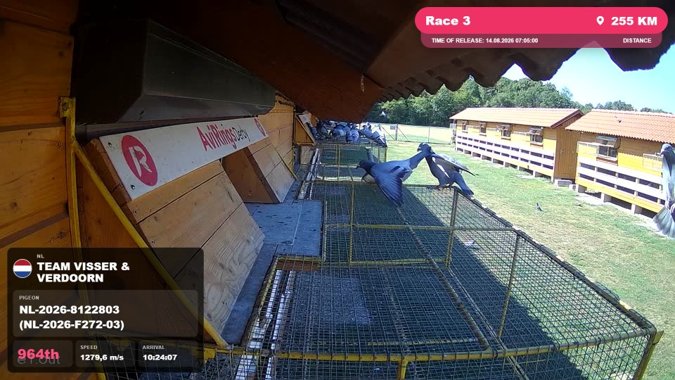 Pigeon Arrival Image For Race Race 3