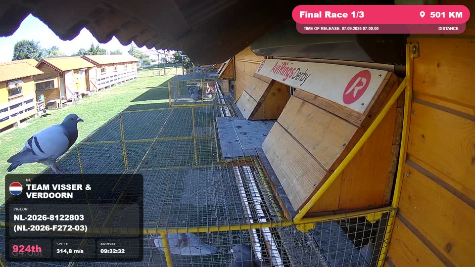 Pigeon Arrival Image For Race Final Race 1/3