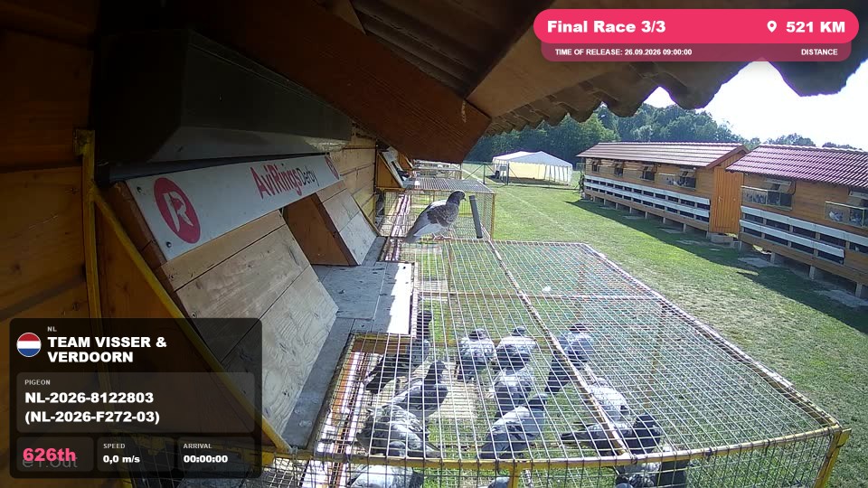 Pigeon Arrival Image For Race Final Race 3/3