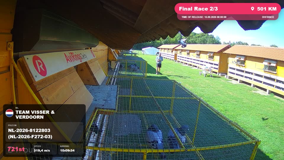 Pigeon Arrival Image For Race Final Race 2/3