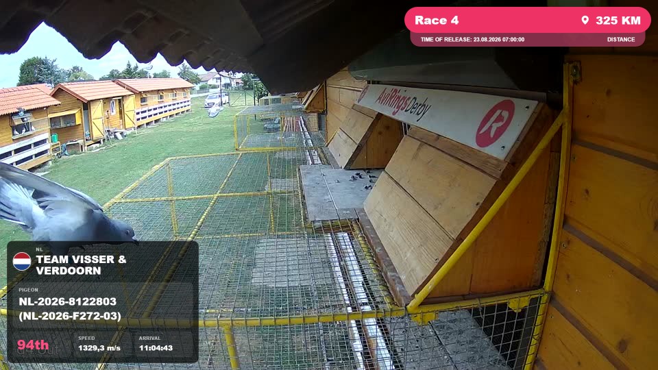 Pigeon Arrival Image For Race Race 4