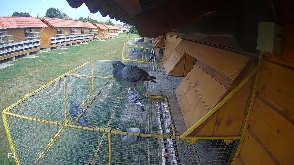 Pigeon Arrival Image For Race Race 3