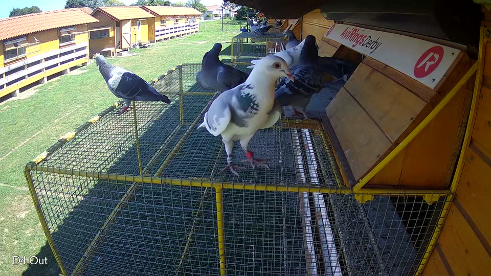 Pigeon Arrival Image For Race Race 2