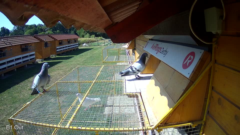 Pigeon Arrival Image For Race Race 2