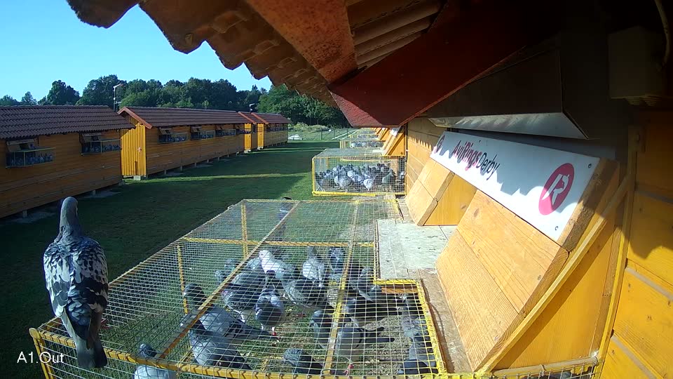 Pigeon Arrival Image For Race Race 3