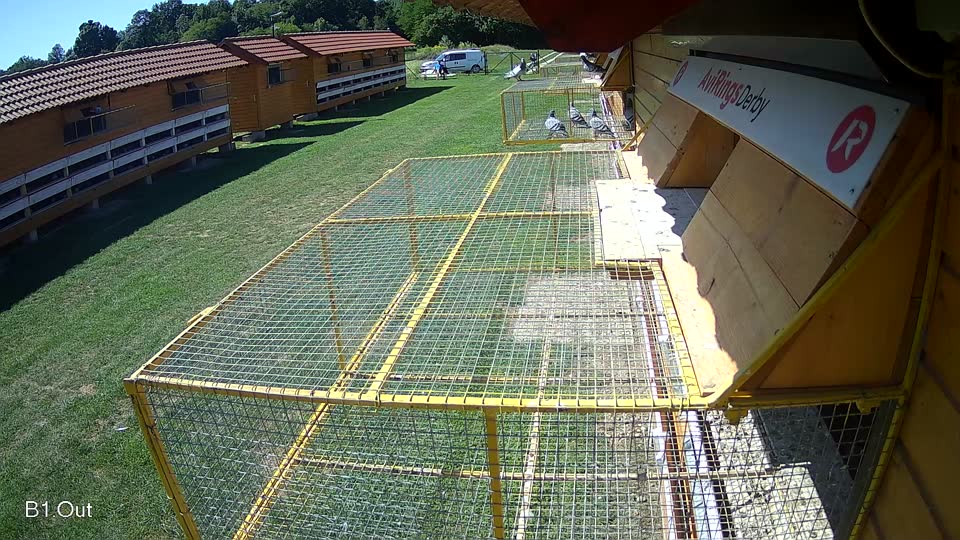 Pigeon Arrival Image For Race Race 2