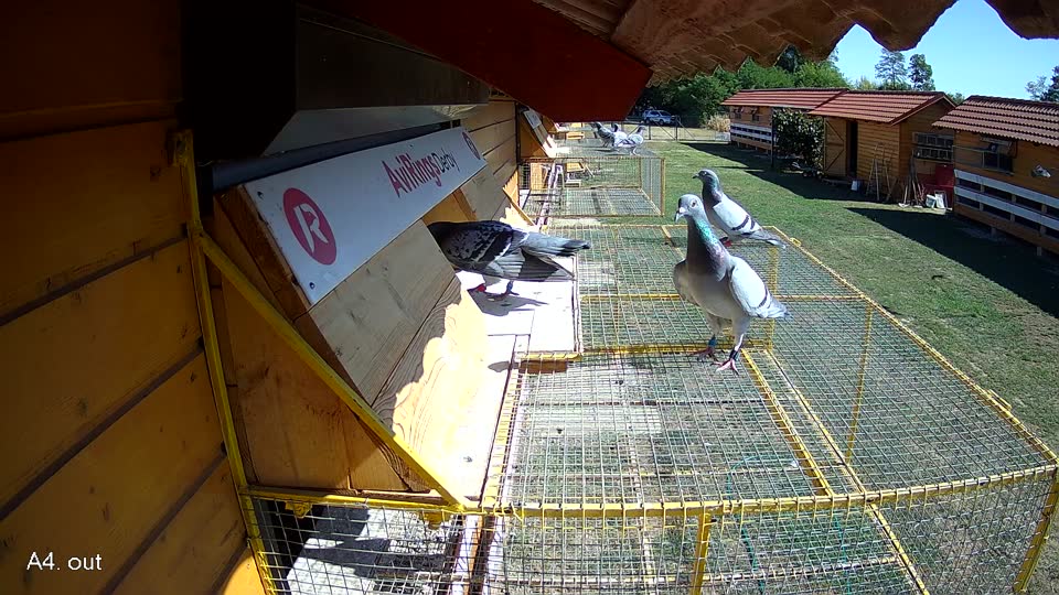 Pigeon Arrival Image For Race Race 3