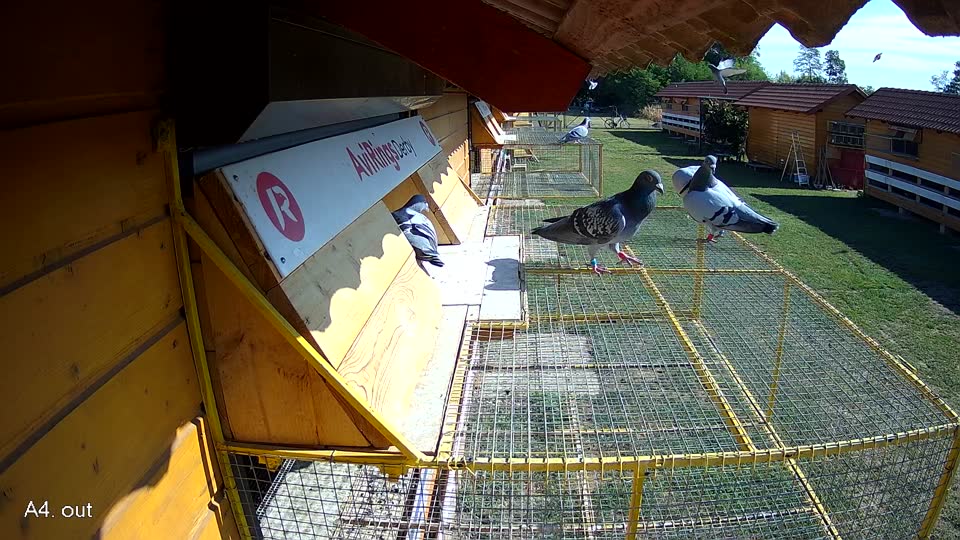 Pigeon Arrival Image For Race Race 2