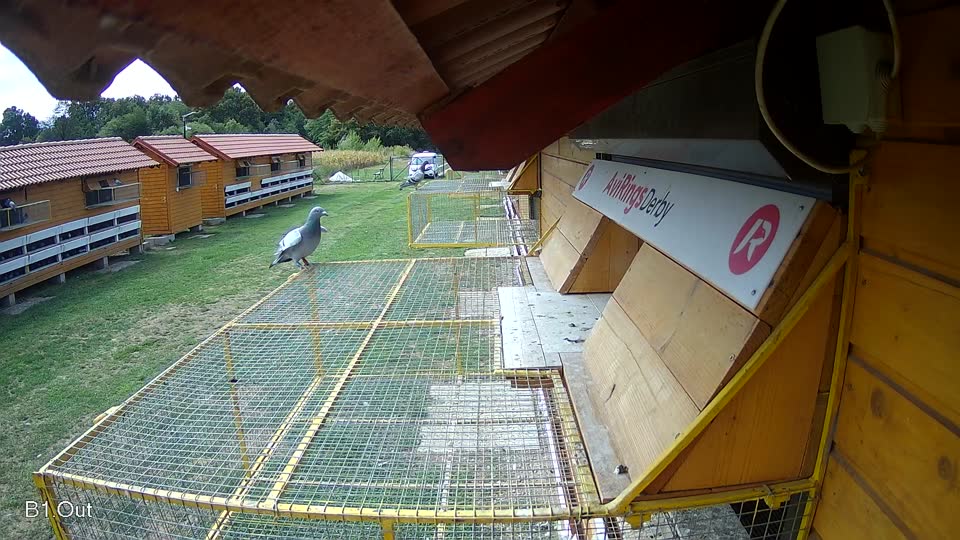 Pigeon Arrival Image For Race Race 4