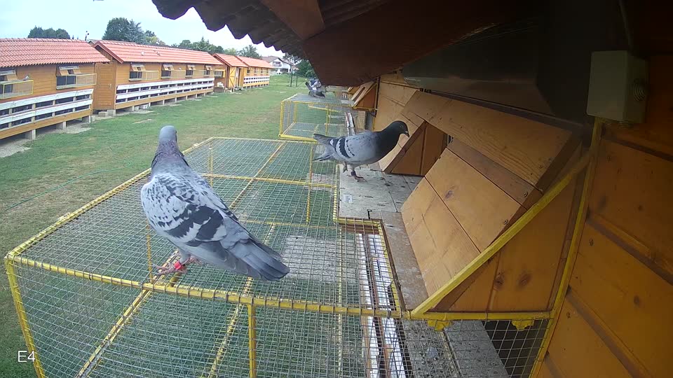 Pigeon Arrival Image For Race Race 3
