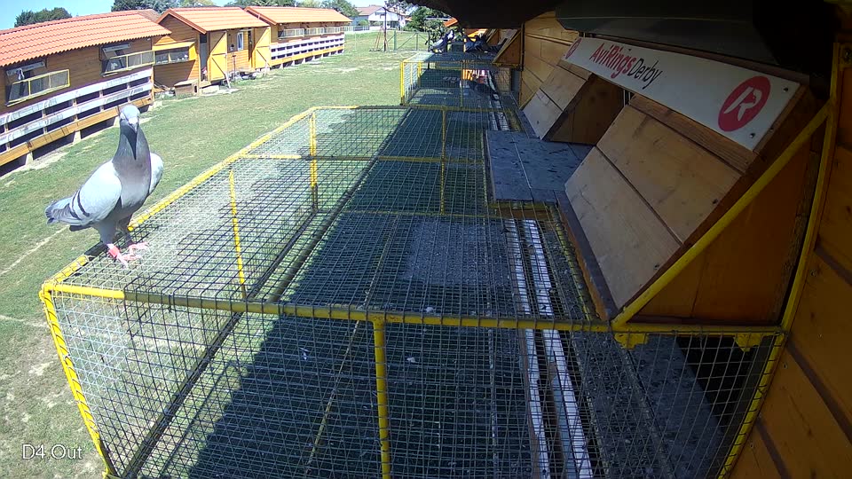 Pigeon Arrival Image For Race Race 5