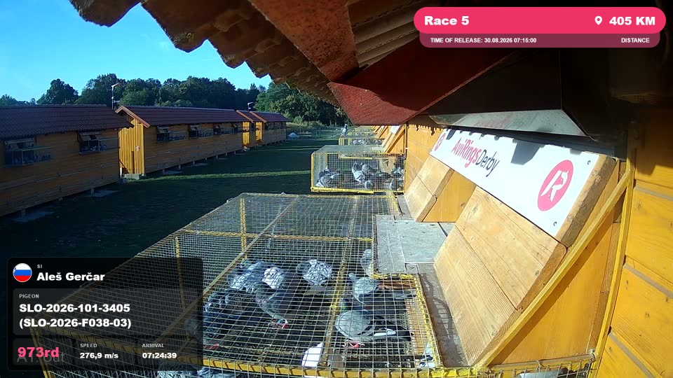 Pigeon Arrival Image For Race Race 5