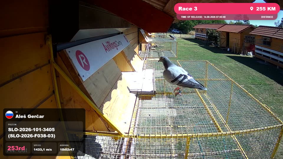 Pigeon Arrival Image For Race Race 3