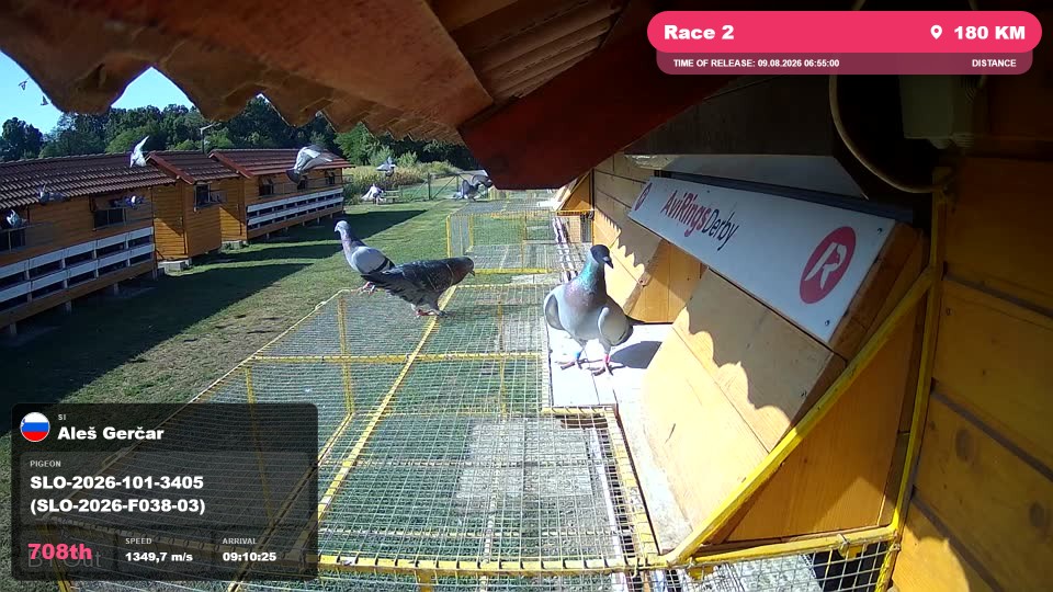 Pigeon Arrival Image For Race Race 2