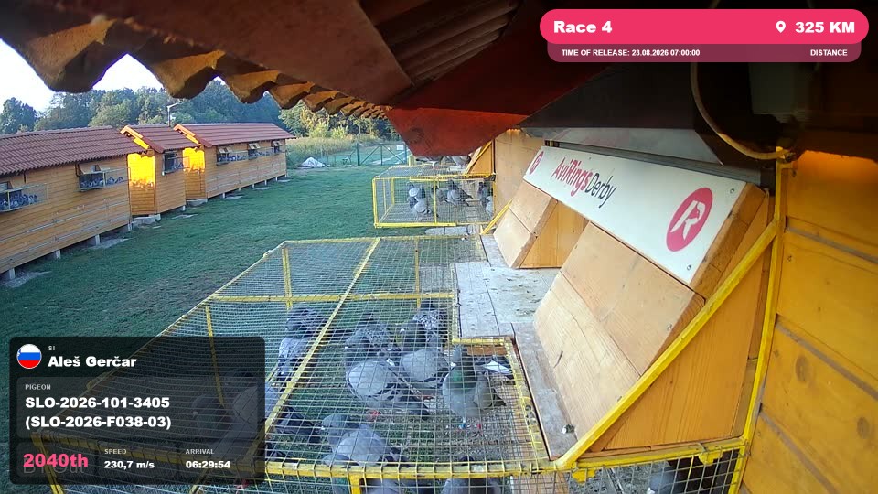 Pigeon Arrival Image For Race Race 4