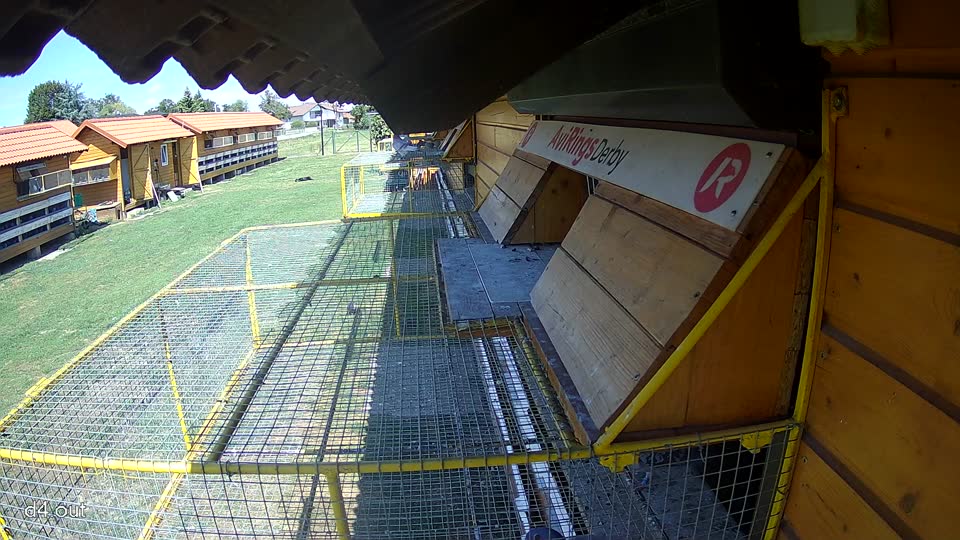Pigeon Arrival Image For Race Race 4