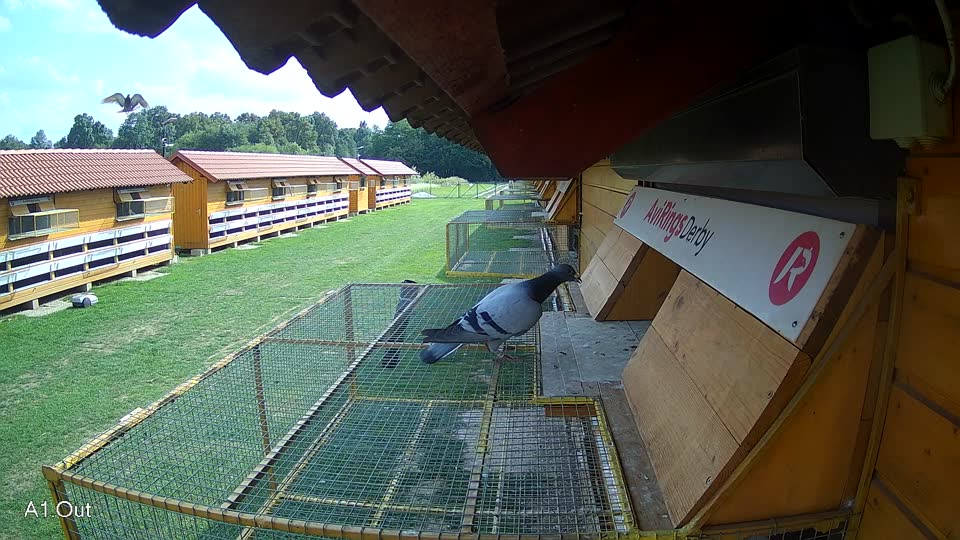 Pigeon Arrival Image For Race Race 6