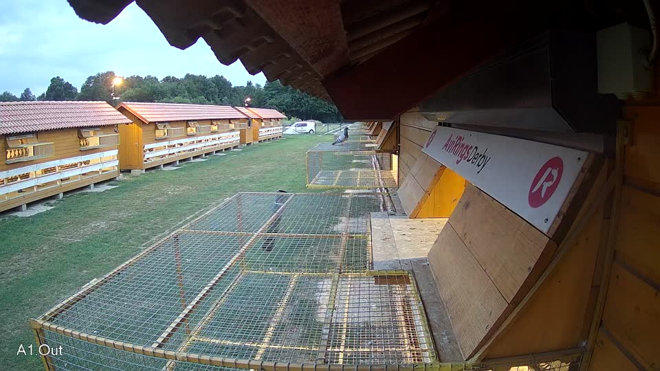 Pigeon Arrival Image For Race Race 4