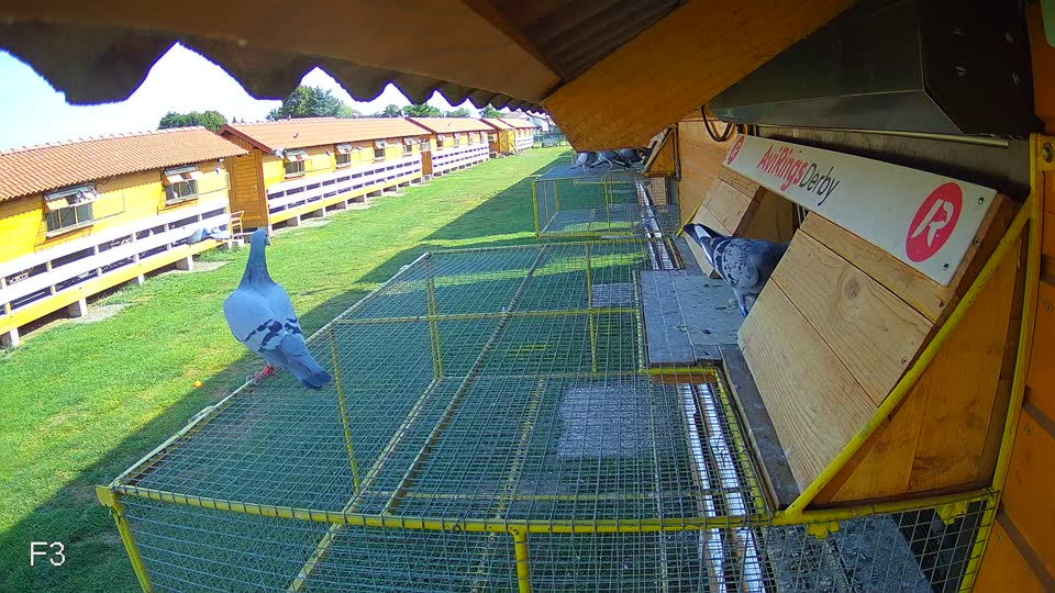 Pigeon Arrival Image For Race Race 1