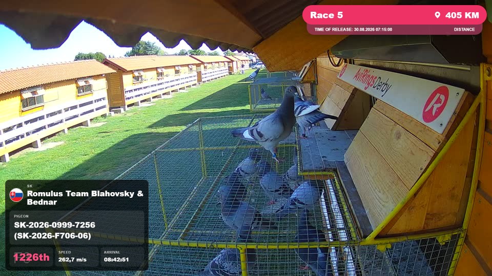 Pigeon Arrival Image For Race Race 5