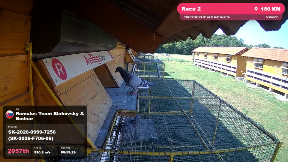 Pigeon Arrival Image For Race Race 2