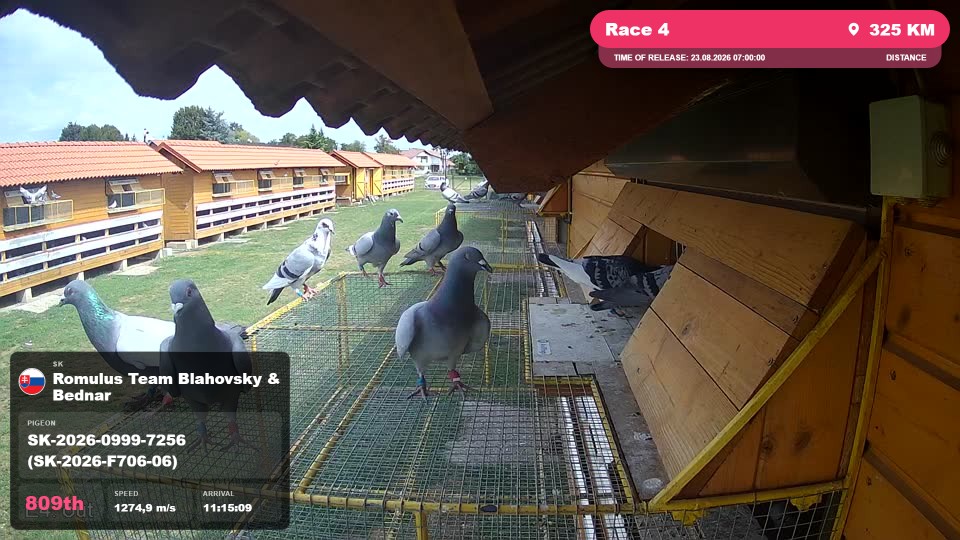 Pigeon Arrival Image For Race Race 4
