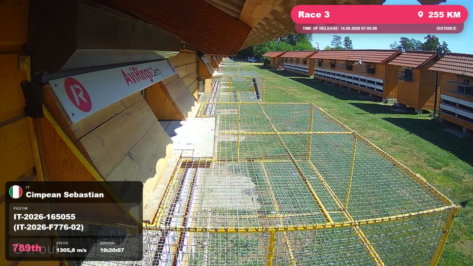 Pigeon Arrival Image For Race Race 3
