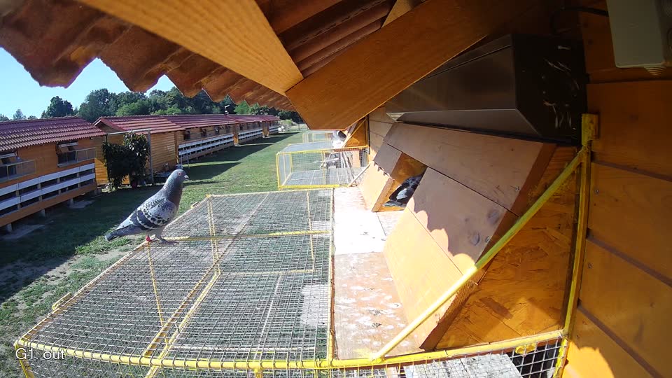 Pigeon Arrival Image For Race Race 2
