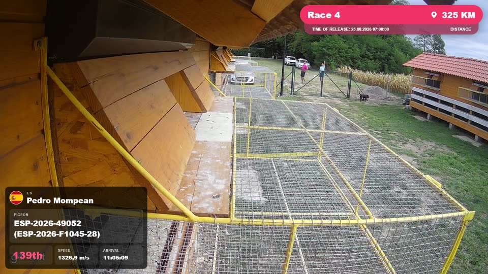 Pigeon Arrival Image For Race Race 4