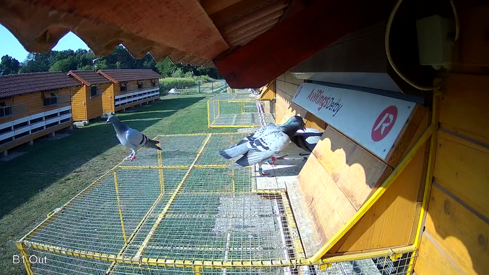 Pigeon Arrival Image For Race Race 1