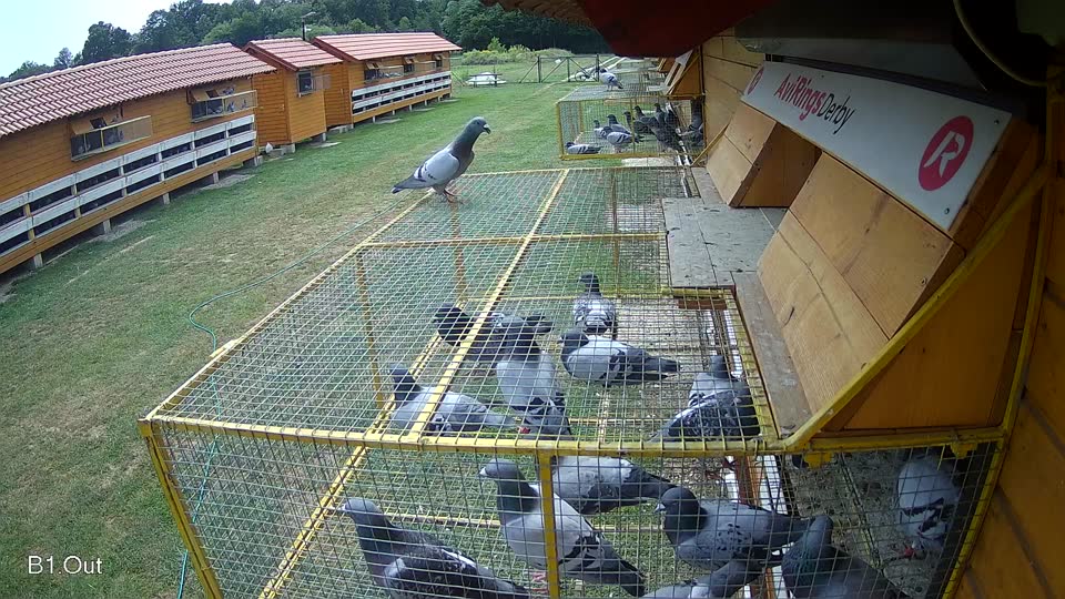 Pigeon Arrival Image For Race Race 3