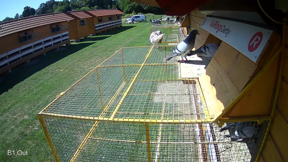Pigeon Arrival Image For Race Race 2