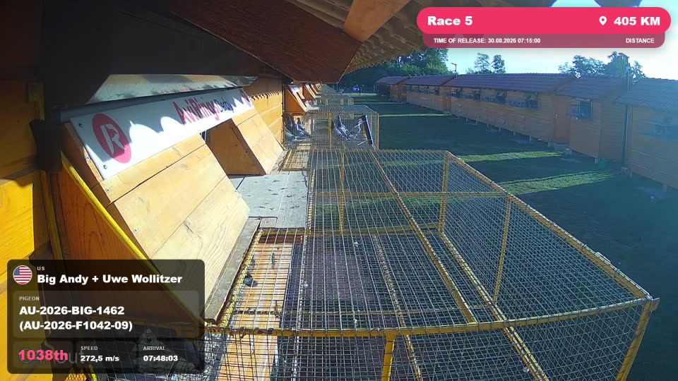 Pigeon Arrival Image For Race Race 5
