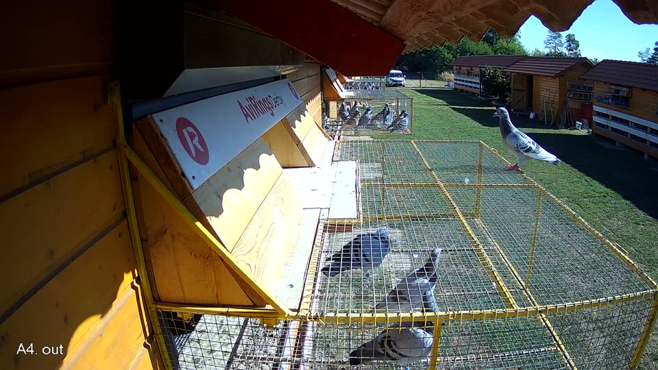 Pigeon Arrival Image For Race Race 3